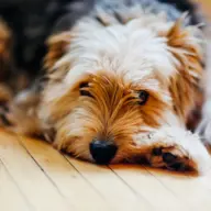 Cachorro peludo deitado no piso de madeira de casa
