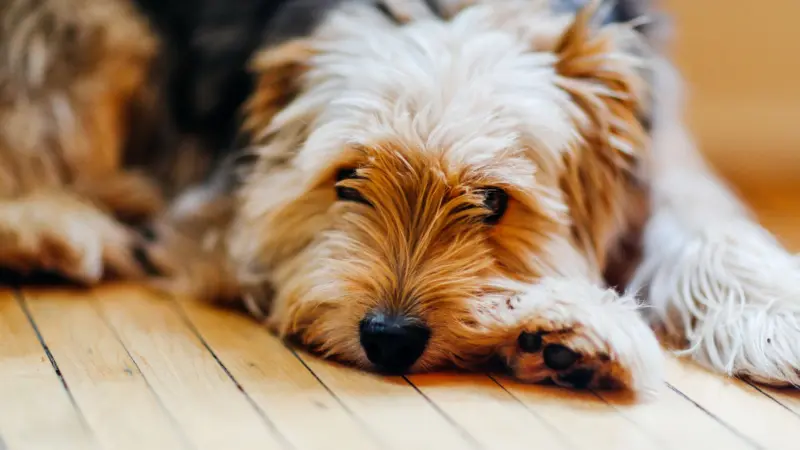 Cachorro peludo deitado no piso de madeira de casa