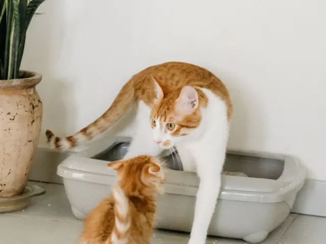 Gata e filhote perto da caixa de areia, dentro de casa