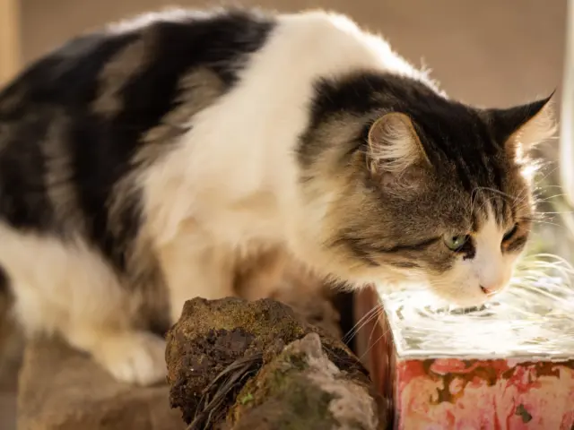 Gato de pelo longo bebendo água, em close