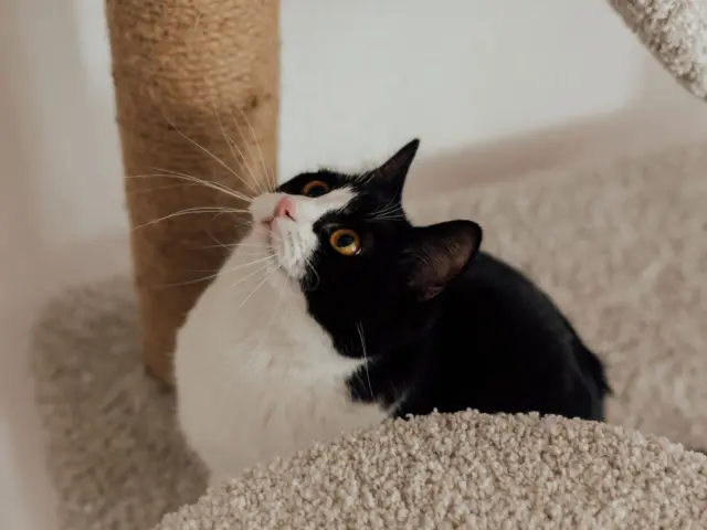 Gato preto e branco no alto de um arranhador, dentro de casa
