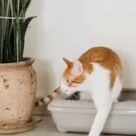 Gato saindo da caixa de areia, ao lado de um vaso de planta