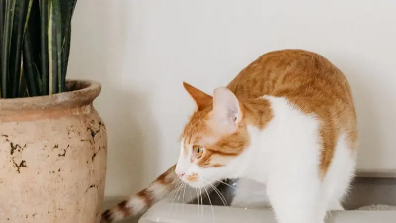 Gato saindo da caixa de areia, ao lado de um vaso de planta