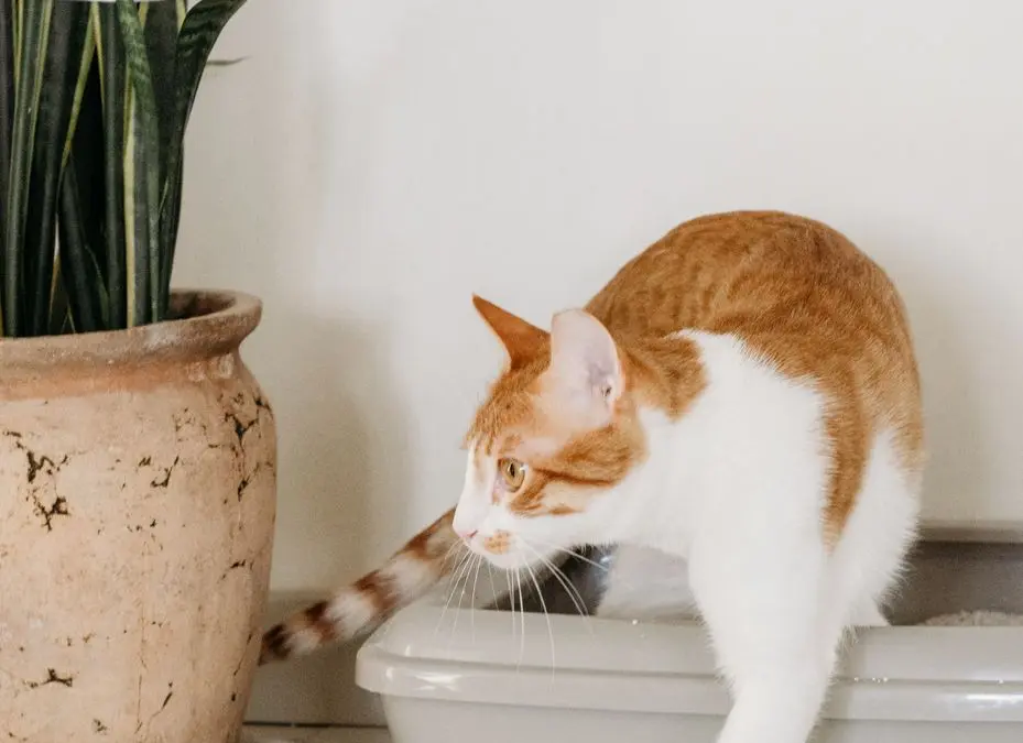 Gato saindo da caixa de areia, ao lado de um vaso de planta