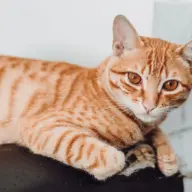 Gato tigrado laranja deitado num sofá preto