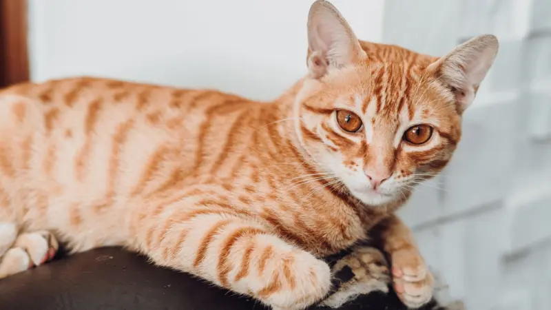 Gato tigrado laranja deitado num sofá preto