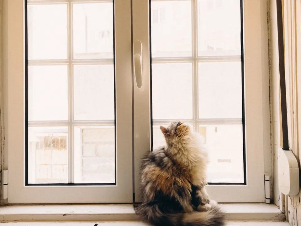 Gato tricolor no parapeito da janela, olhando para fora num dia de sol