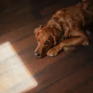 Golden retriever deitado no piso de madeira, sob a luz do sol