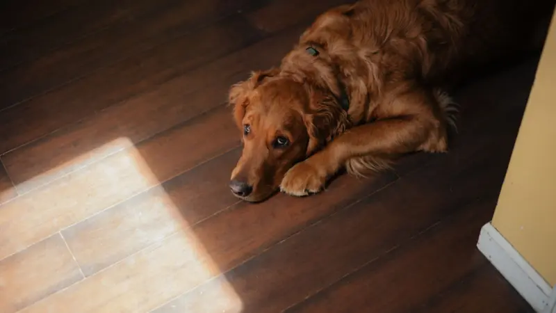Golden retriever deitado no piso de madeira, sob a luz do sol