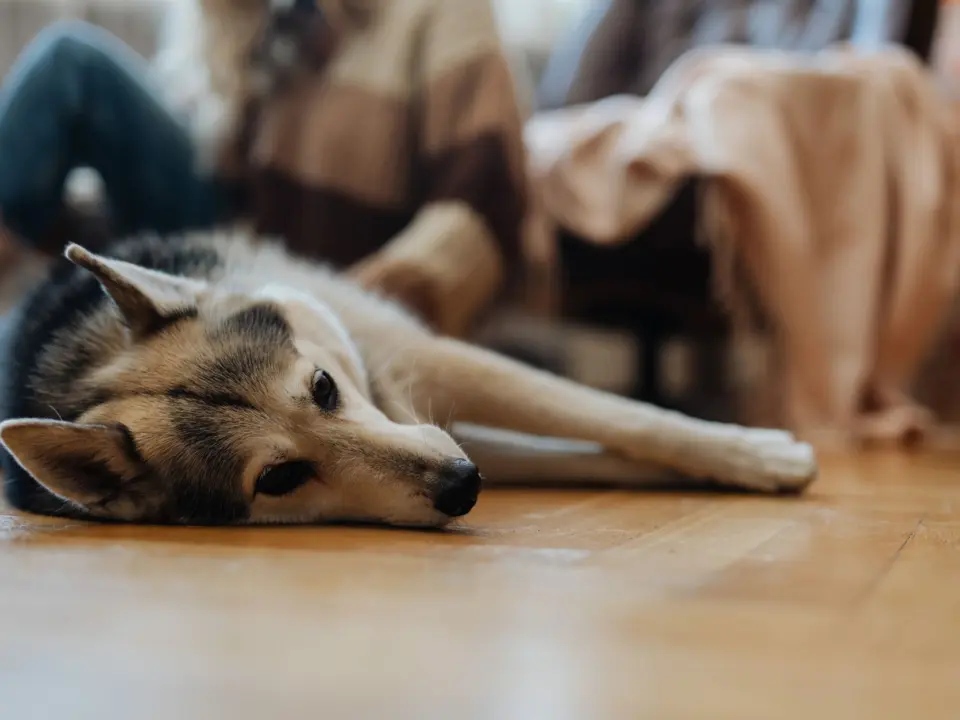 Cachorro husky deitado no piso de madeira da sala