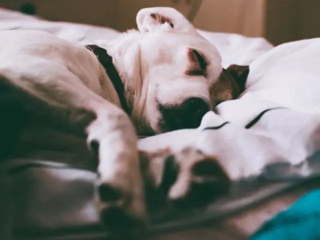 Cachorro dormindo enrolado nas cobertas, dentro de casa