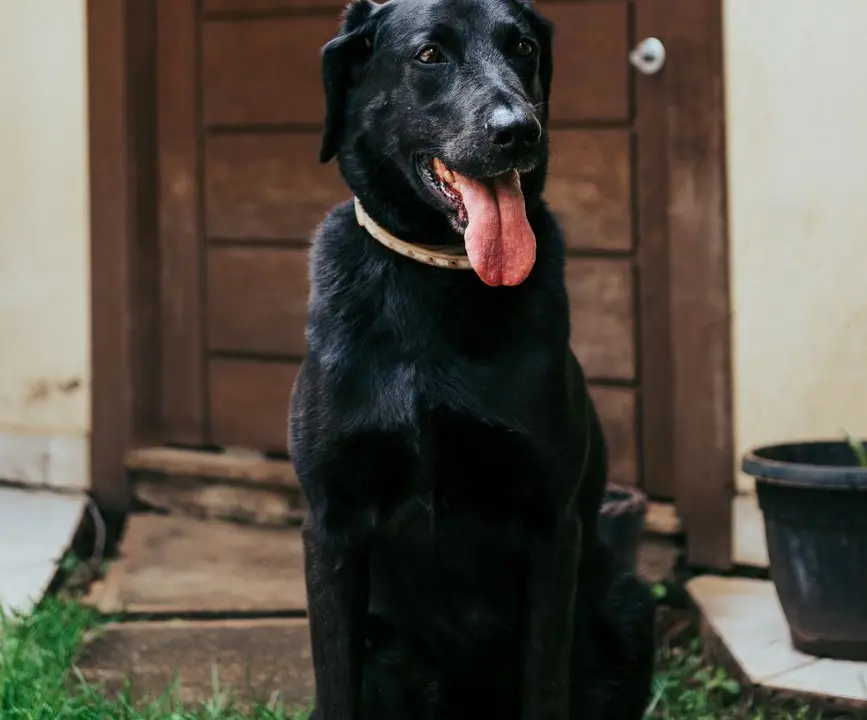 Labrador preto sentado na porta de casa, esperando o passeio