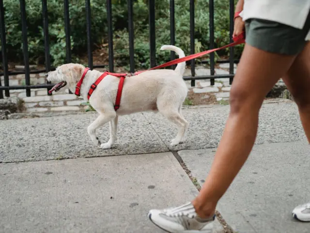 Mulher passeando com o cachorro na calçada
