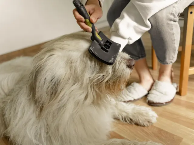 Pessoa escovando um cachorro grande e peludo dentro de casa