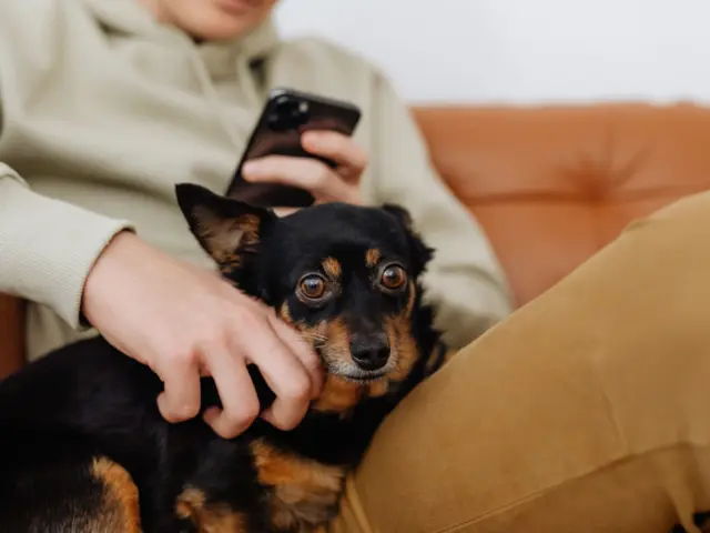 Pessoa usando o celular no sofá enquanto faz carinho num cachorro pequeno