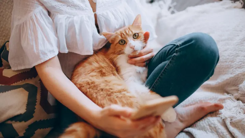 Mulher usando o celular com um gato tigrado no colo